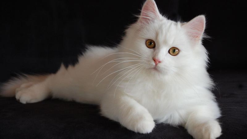 Фотография кошки породы Турецкая ангора