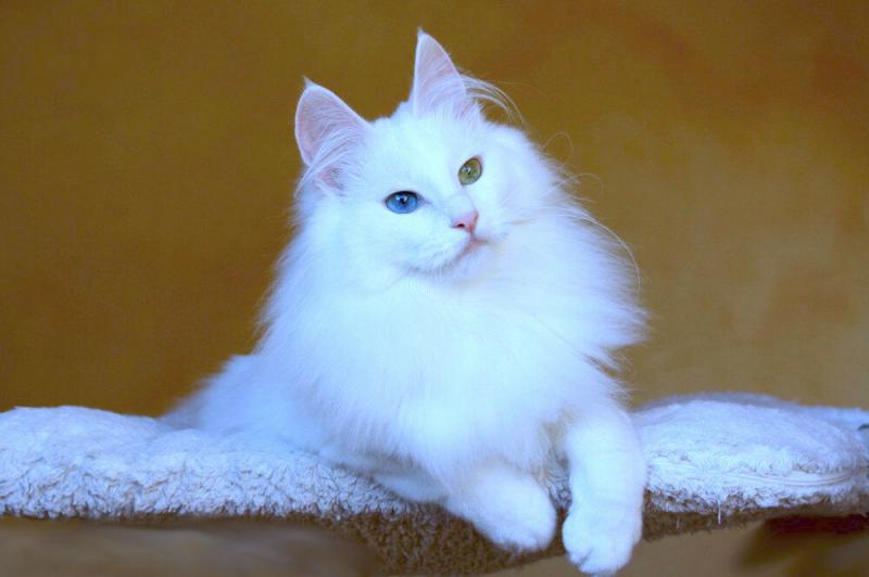 Фотография кошки Турецкая ангора