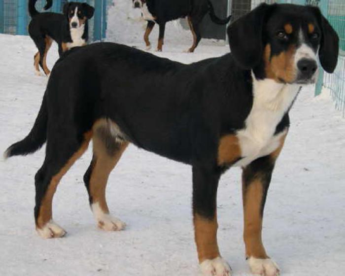 Взрослая собака породы Энтлебухер зенненхунд