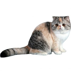 Экзотическая короткошерстная кошка