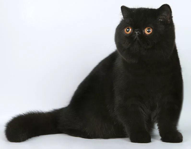 Котята породы Экзотическая короткошерстная кошка окрас черный