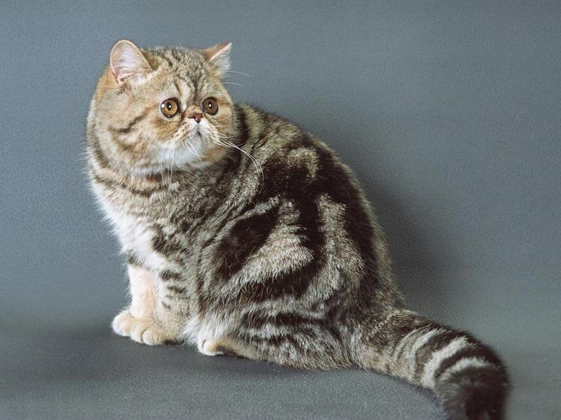Котята породы Экзотическая короткошерстная кошка окрас табби