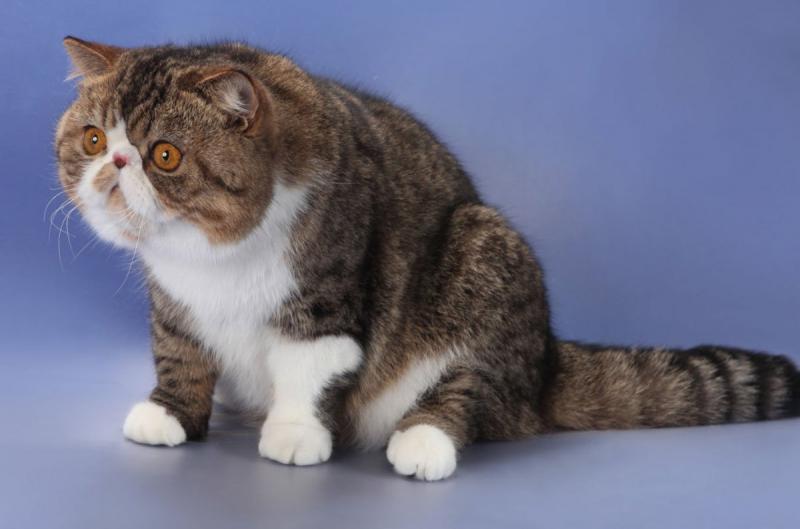 Котята породы Экзотическая короткошерстная кошка окрас биколор
