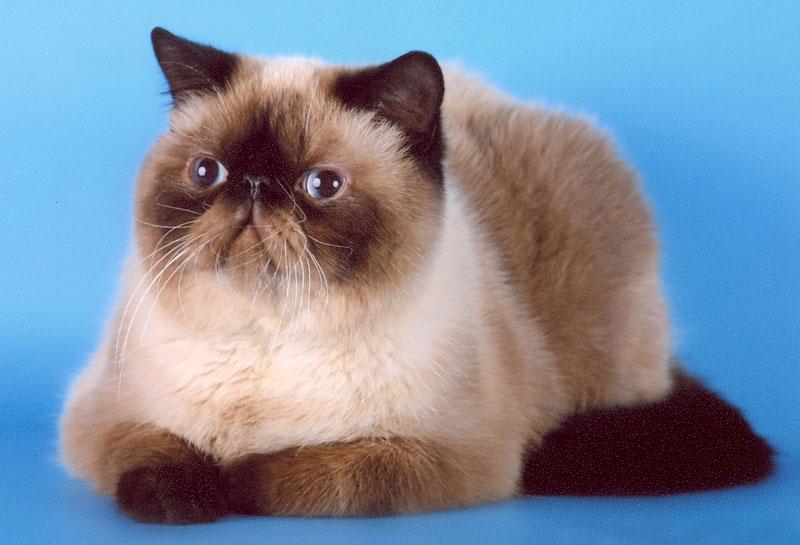Котята породы Экзотическая короткошерстная кошка окрас колор-пойнт
