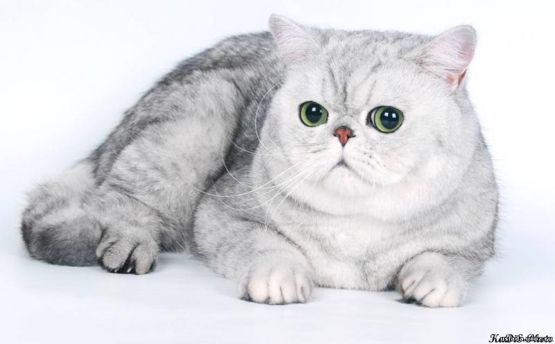 Котята породы Экзотическая короткошерстная кошка окрас серебристый