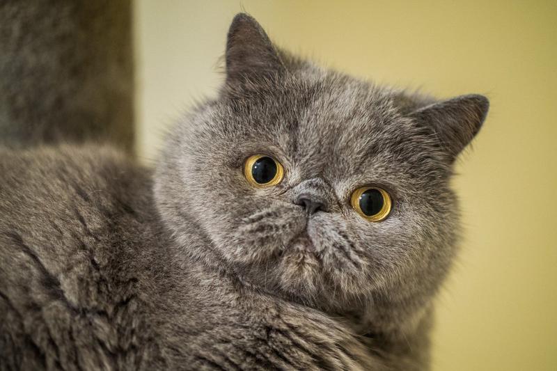 Котята породы Экзотическая короткошерстная кошка окрас дымчатый