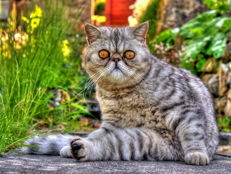 Котята породы Экзотическая короткошерстная кошка сидит на попе
