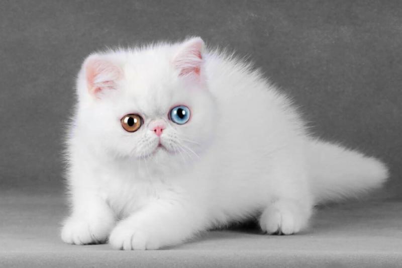 Белая кошка породы Экзотическая короткошерстная