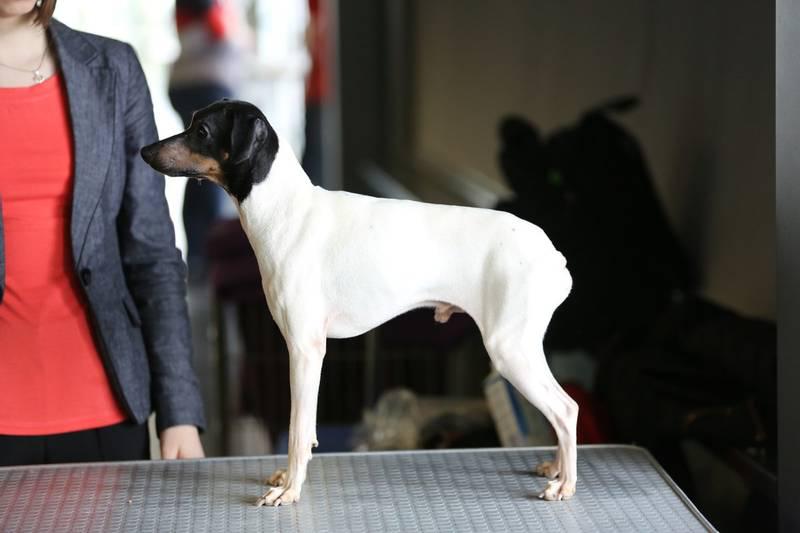 Фотография собаки породы Японский терьер