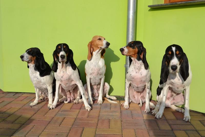 Фотография собак породы Швейцарская гончая