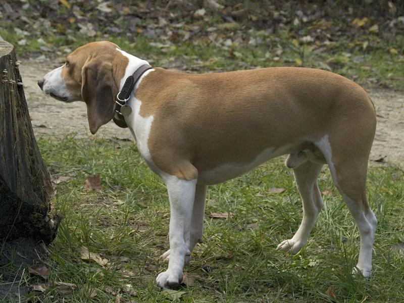 Фотография собаки породы Швейцарская гончая