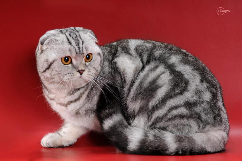 Фото кошки породы Шотландская вислоухая кошка