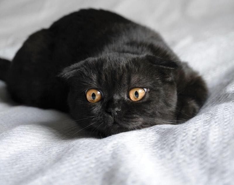 Шотландская вислоухая кошка окрас черный