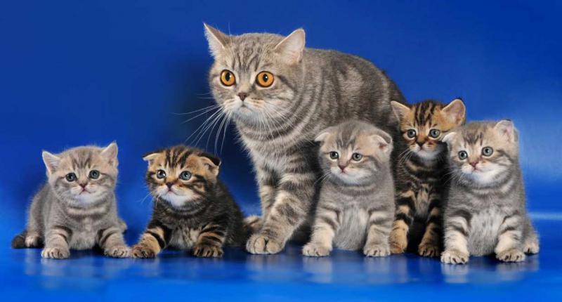 Кошка с котятами породы Шотландская вислоухая кошка