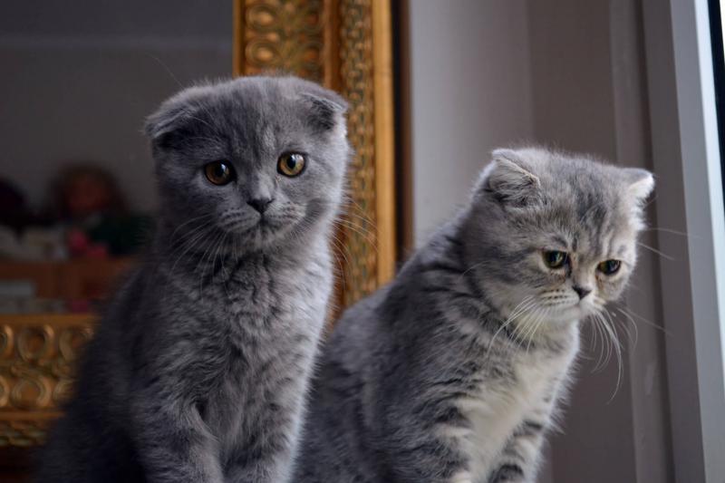 Два котенка породы Шотландская вислоухая кошка