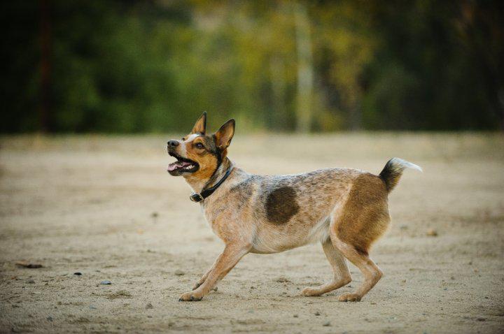 Фото собаки породы Австралийская короткохвостая пастушья собака