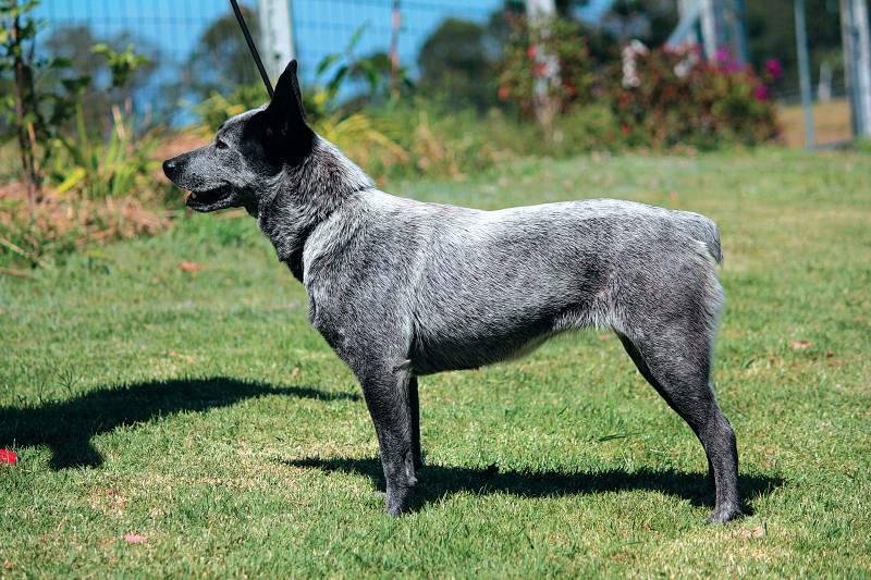 Фотография собаки породы Австралийская короткохвостая пастушья собака