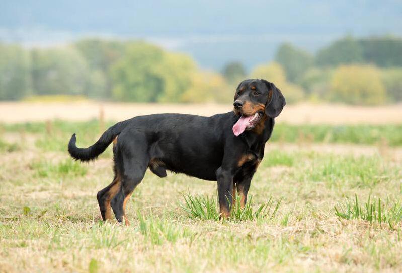 Фото собаки породы Австрийская гончая