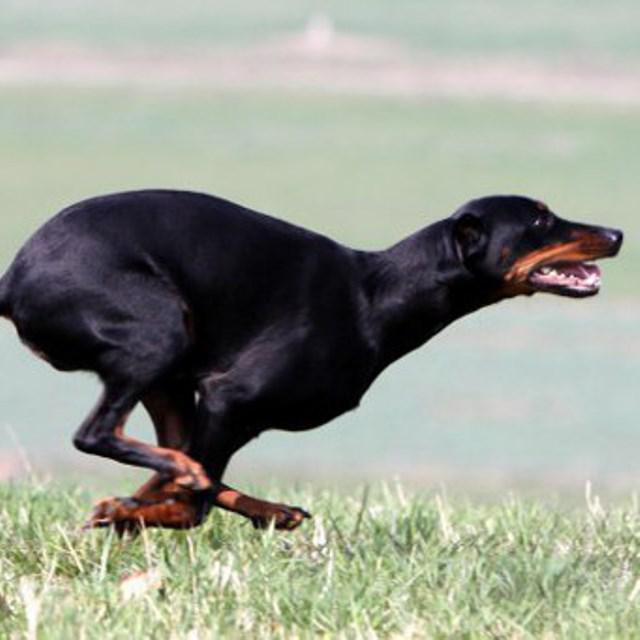 Фотография собаки породы Австрийская гончая