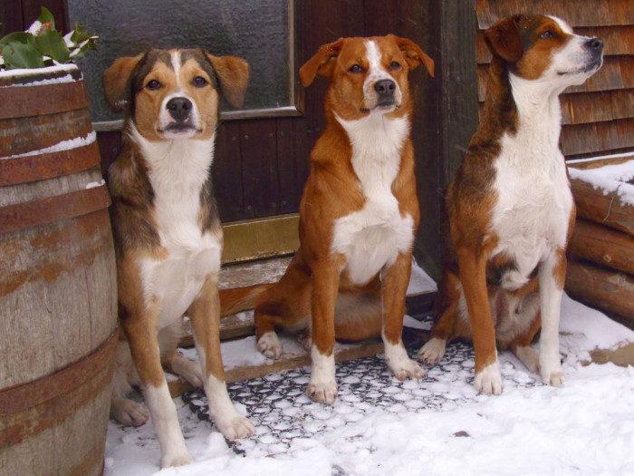 Фотография собак породы Австрийский пинчер