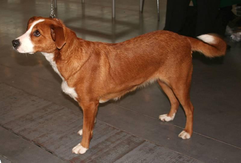 Фото собаки породы Австрийский пинчер