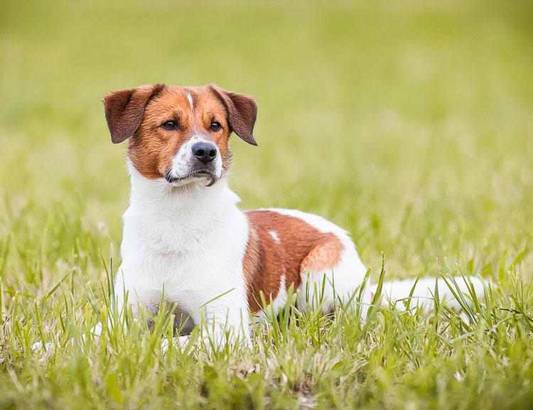 Фотография собаки породы Австрийский пинчер