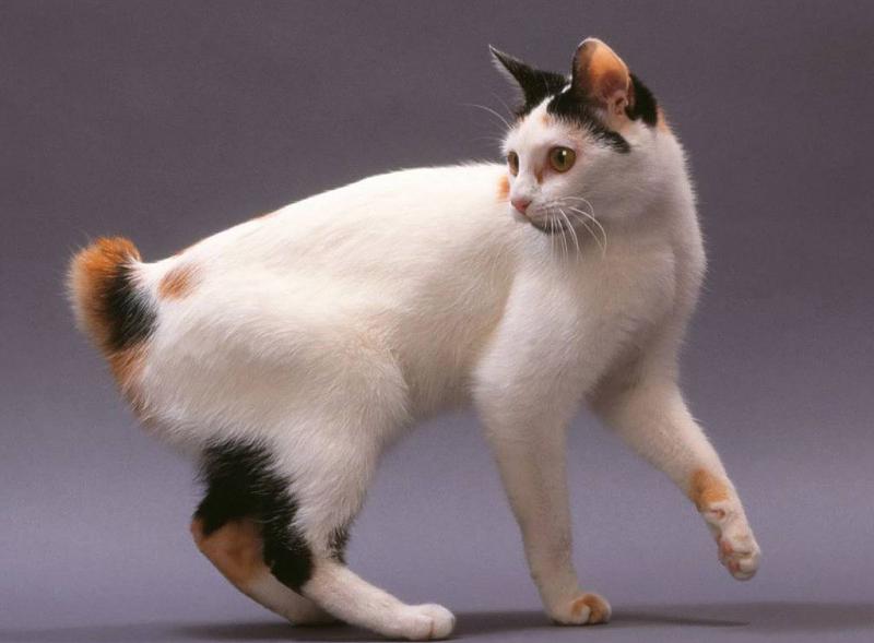 Внешний вид кошки породы Японский бобтейл
