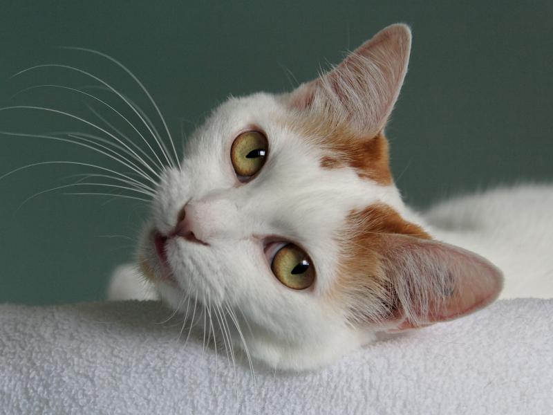 Глаза кошки породы Японский бобтейл