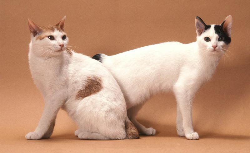 Кошки породы Японский бобтейл