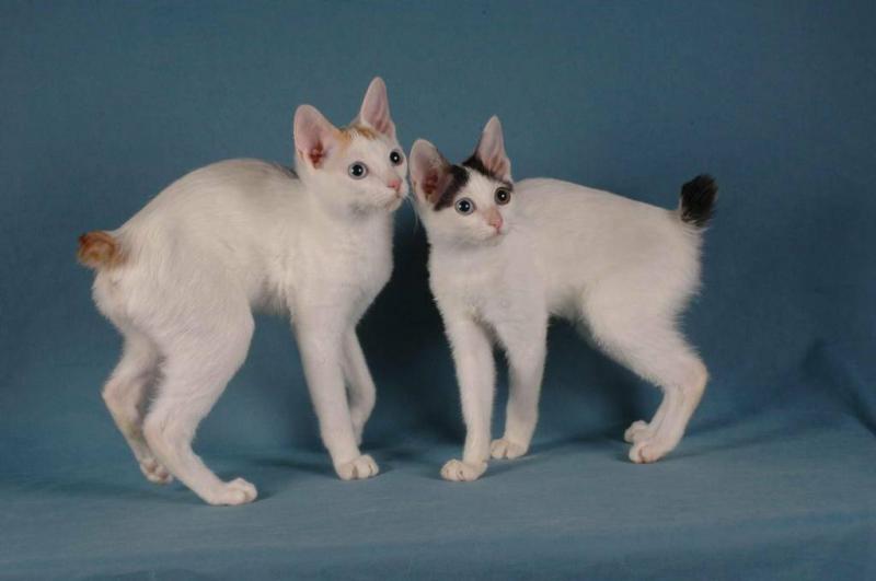 Фото кошек породы Японский бобтейл