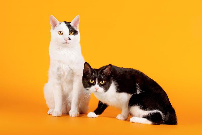 Фотография кошек Японский бобтейл
