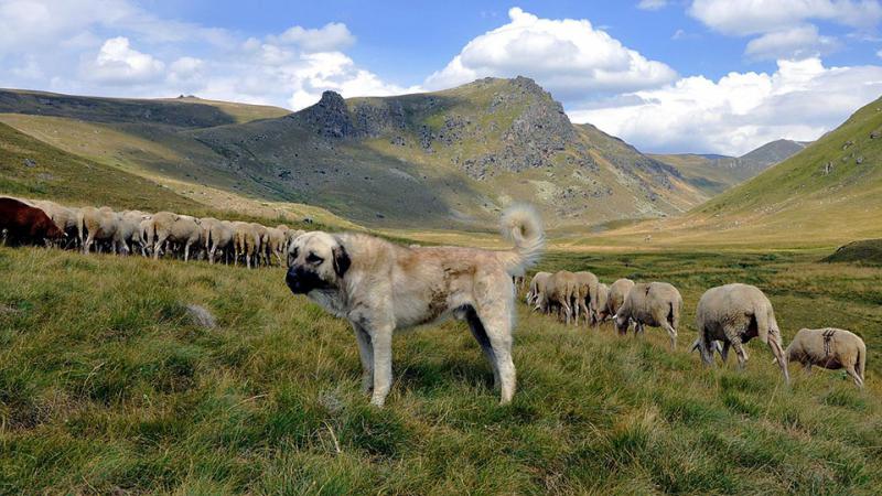 Собака породы Шарпланинская овчарка