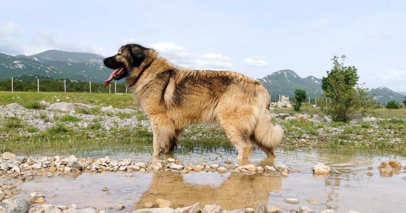 Фото собаки породы Шарпланинская овчарка