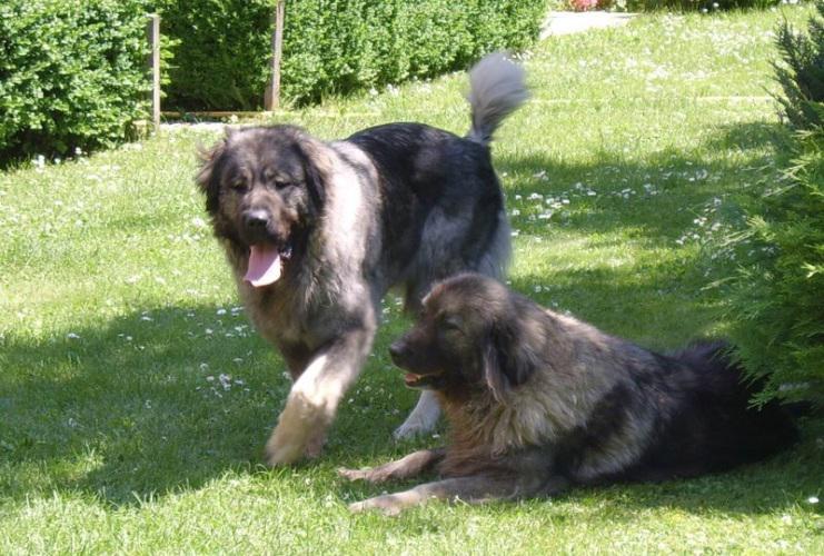 Фотография собак породы Шарпланинская овчарка