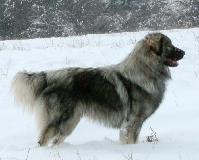 Шарпланинская овчарка зимой