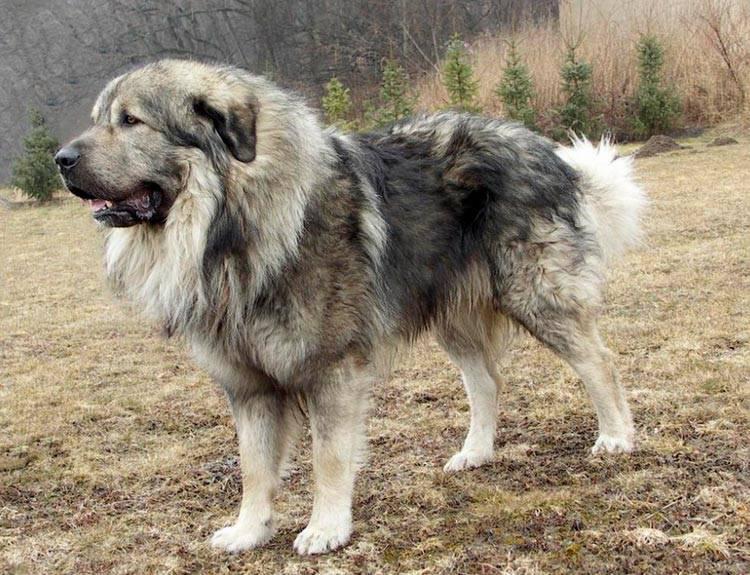 Внешний вид собаки породы Шарпланинская овчарка