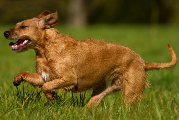 Фотография собак породы Австрийский брудастый бракк