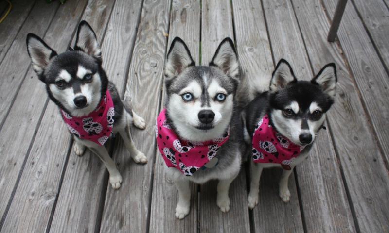 Фотография собак породы Аляскинский кли-кай