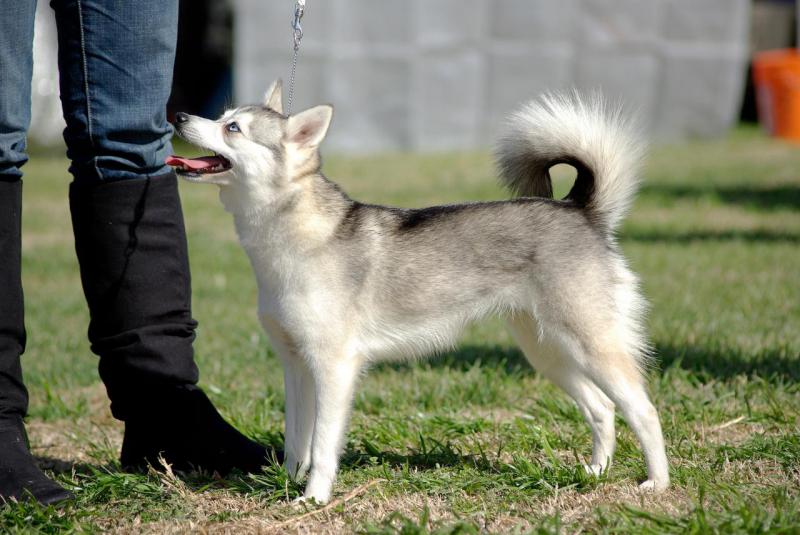 Собака породы Аляскинский кли-кай рядом с человеком