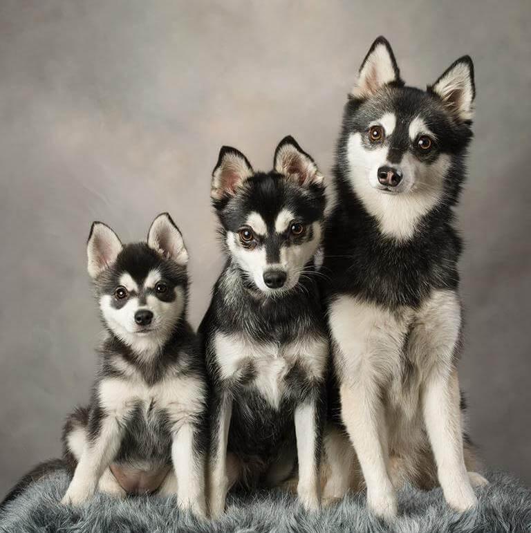 Фото собак породы Аляскинский кли-кай