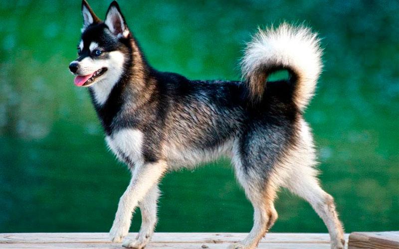 Внешний вид собаки породы Аляскинский кли-кай