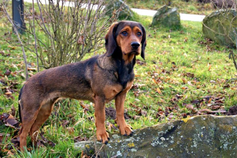 Фото собаки породы Альпийская таксообразная гончая