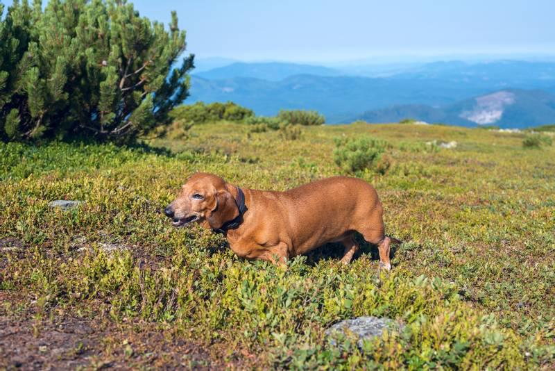 Фотография собаки породы Альпийская таксообразная гончая