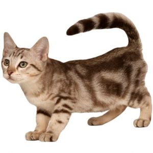 Австралийская дымчатая кошка (Австралийский мист)