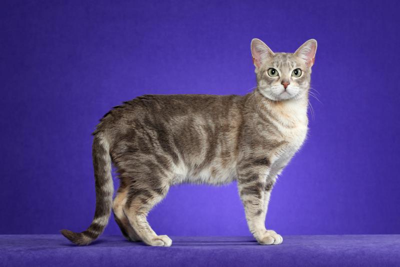 Фотография кошки породы Австралийская дымчатая кошка