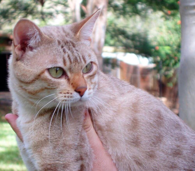 Фотография кошки породы Австралийский мист