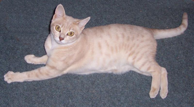 Австралийская дымчатая кошка окрас персиковый