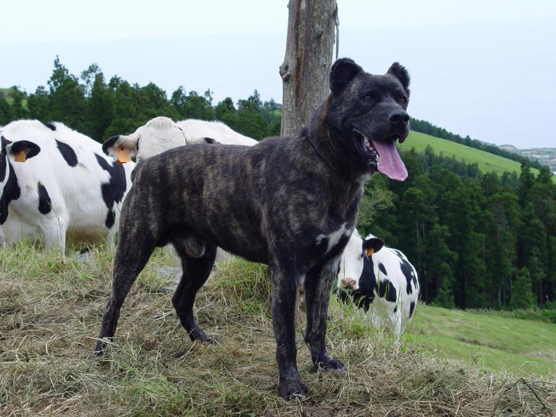 Фотография собаки породы Азорская пастушья собака