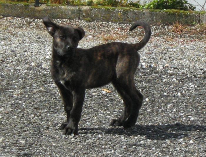 Фото щенка породы Азорская пастушья собака