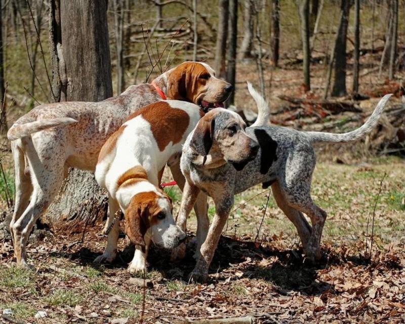 Фотография собак породы Английская енотовая гончая